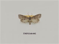 藏品(臺圓波紋蛾)的圖片